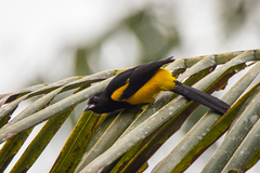 Icterus prosthemelas