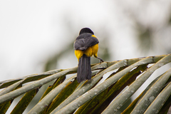 Icterus prosthemelas