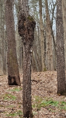 Agrobacterium radiobacter