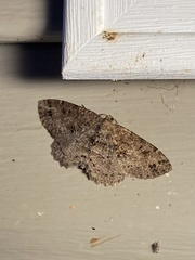 Melanolophia canadaria