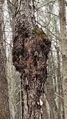 Agrobacterium radiobacter