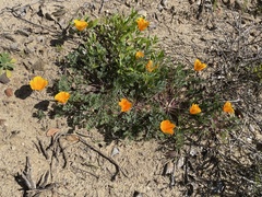 Eschscholzia californica