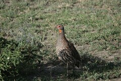 Pternistis rufopictus