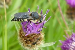 Coelioxys conoideus