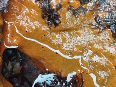 Hymeniacidon perlevis