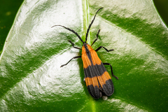 Calopteron reticulatum