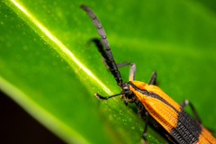 Calopteron reticulatum