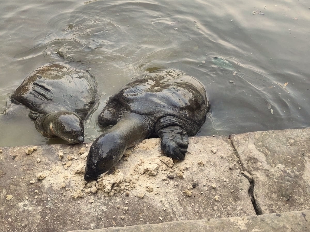 Ganges Softshell Turtle In February 2023 By Jodi Peacham · Inaturalist 