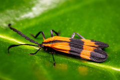 Calopteron reticulatum