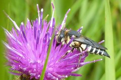 Coelioxys conoideus