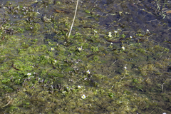 Ranunculus aquatilis