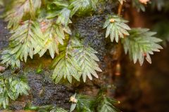 Fissidens