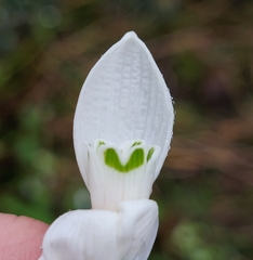 Galanthus woronowii