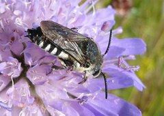 Coelioxys conoideus