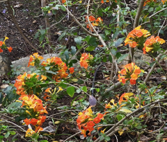 Streptosolen