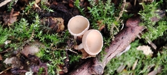 Ciboria amentacea