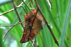 Charaxes varanes