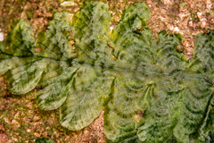 Trichomanes tuerckheimii