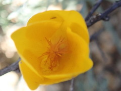 Eschscholzia papastillii