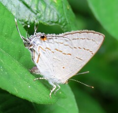 Hypolycaena philippus philippus
