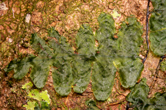 Trichomanes tuerckheimii