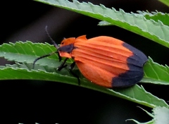 Lycus melanurus
