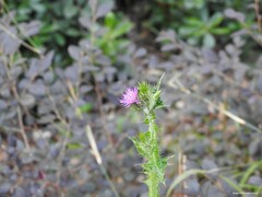 Carduus tenuiflorus