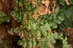 Trichomanes tuerckheimii