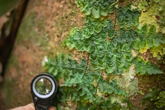 Trichomanes tuerckheimii