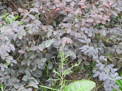 Erigeron acris podolicus