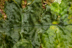 Trichomanes tuerckheimii