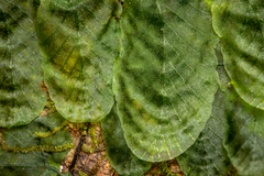 Trichomanes tuerckheimii