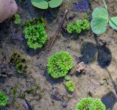 Sphaerocarpos texanus