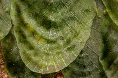 Trichomanes tuerckheimii