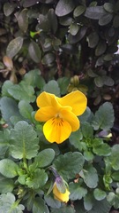 Viola × wittrockiana