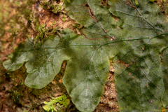 Trichomanes tuerckheimii