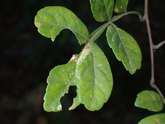 Trachythorax