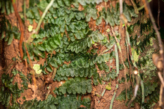 Trichomanes tuerckheimii