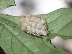 Trachythorax