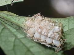 Trachythorax