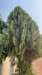 Platycladus orientalis