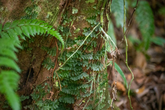 Trichomanes tuerckheimii