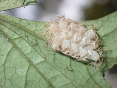 Trachythorax