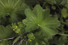 Alchemilla leiophylla