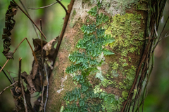 Trichomanes tuerckheimii