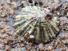 Patella ulyssiponensis