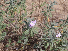 Malcolmia littorea