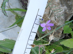 Erodium malacoides