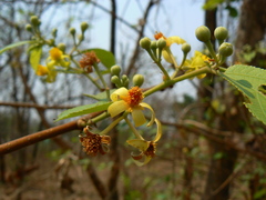 Grewia tiliifolia