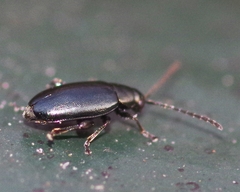 Phyllotreta